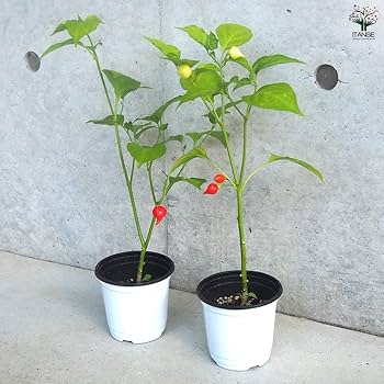 トウガラシ ビキーニョ イエロー種子 3g入り（約1000粒） ビキーニョ[とうがらし] - e-種や｜国内最大級の野菜種・花種